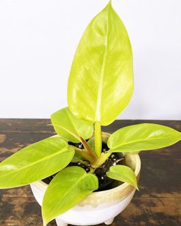 Philodendron Golden Melinonii (jiffy)