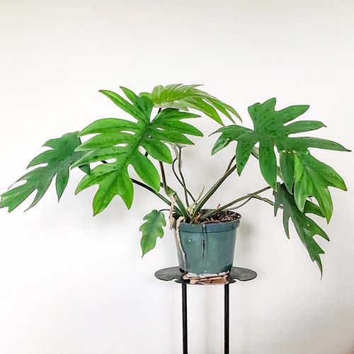 Philodendron Mayoi Plant (Single plant)