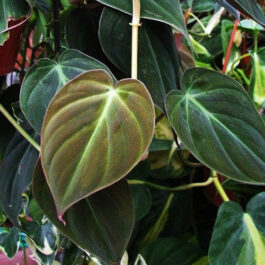 Philodendron Micans (Single plant)