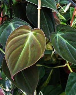 Philodendron Micans (Single plant)