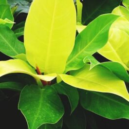 Philodendron Moonlight (Large Single plant)