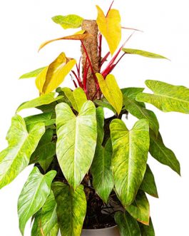 Philodendron Painted Lady (Single plant)