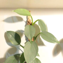 Philodendron Silver Sword/ Philodendron Hastatum (Single plant)