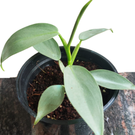 Philodendron Silver Sword/ Philodendron Hastatum (Single plant)