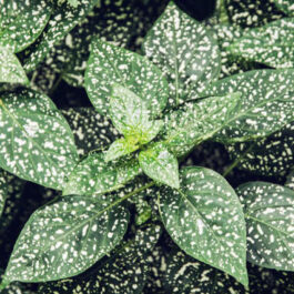 Polka dot white (pot)