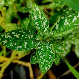 Polka dot white (pot)