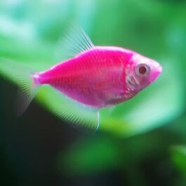 Purple widow tetra ( 5 pcs)