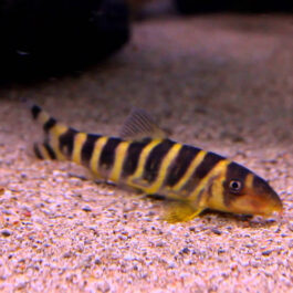 Queen loach (10 Pieces)