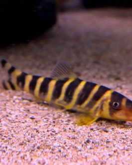 Queen loach (10 Pieces)