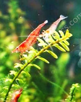 RED CHERRY SHRIMPS (5 PAIRS)