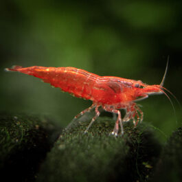 RED SAKURA SHRIMPS (5PAIRS)