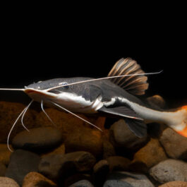 Red tail Cat fish4″-5″ (1 Pieces)