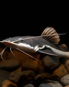 Red tail Cat fish4″-5″ (1 Pieces)