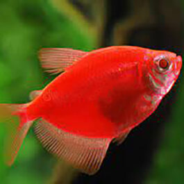 Full red widow tetra ( 5 pcs)
