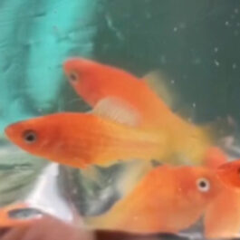 Ruby Nose Platy pair