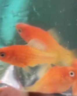 Ruby Nose Platy pair