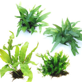 Fern Combo-Java, Wrinkled leaf, Philippine narrow leaf and Windelov fern steel meshes (40 nos total)