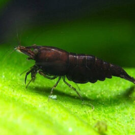 CHOCO BLACK SHRIMPS (5 PAIRS)