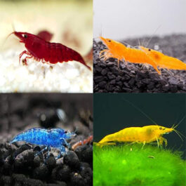 SHRIMP COMBO( BLOODY MARY,ORANGE,YELLOW,ELECTRIC BLUE PAIR)