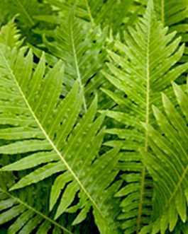 Brazilian Tree fern/ Silver lady fern (small sized)