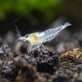 SNOW BALL WHITE SHRIMPS ( 5 pair)