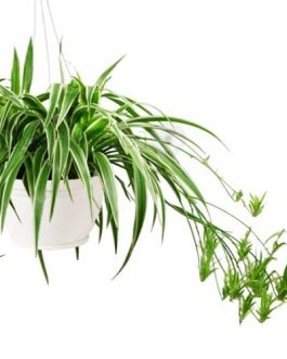 Spider Plant/ Chlorophytum comosum (single plant)