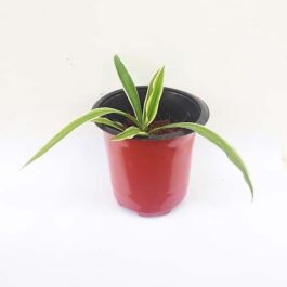 Spider Plant/ Chlorophytum comosum (single plant)