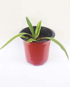 Spider Plant/ Chlorophytum comosum (single plant)