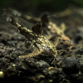 Shubunkin Gold fish Medium (10 Pieces)