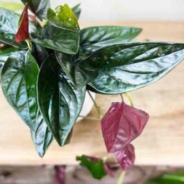 Syngonium Erythrophyllum (Single plant)