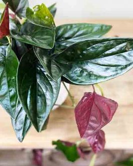 Syngonium Erythrophyllum (Single plant)