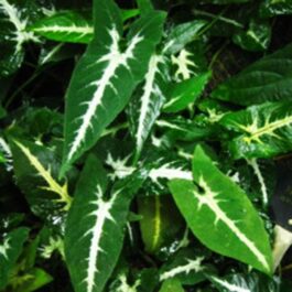 Syngonium Wendlandii (single plant)