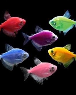 widow tetra combo ( 5 pcs yellow, 5 pcs  green, 5 pcs purple)