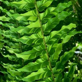 Tiger fern (single plant)