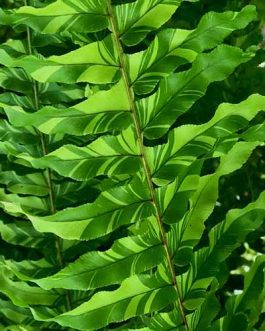Tiger fern (single plant)