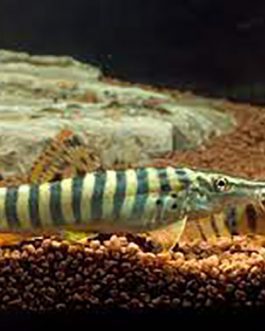 Tiger Loach (10 Pieces)