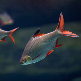 Tinfoil Brab (10 Pieces)