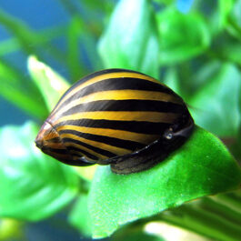 Snail Combo (zebra nerite, spotted nerite,horned nerite,yellow spotted rabbit, malaysian trumpet)