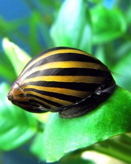 Snail Combo (zebra nerite, spotted nerite,horned nerite,yellow spotted rabbit, malaysian trumpet)