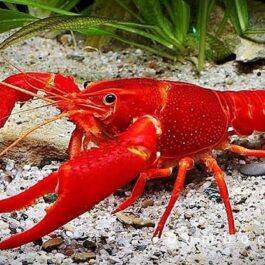 Valentine Cray Fish ( 4 pieces)