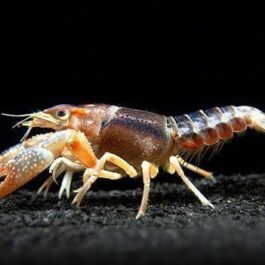 Brown Ghost Cray Fish ( 4 pieces)