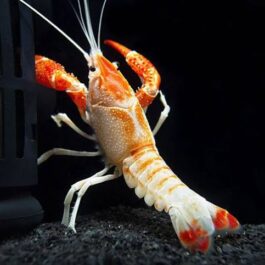 Orange Ghost Cray Fish ( 4 pieces)