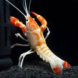 Orange Ghost Cray Fish ( 4 pieces)