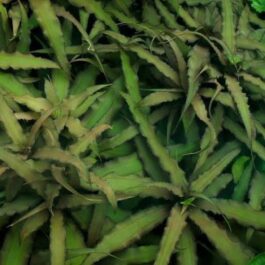 Cryptanthus acaulis (Single Plant)