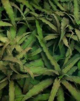 Cryptanthus acaulis (Single Plant)