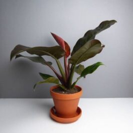 Philodendron Imperial red