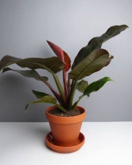 Philodendron Imperial red