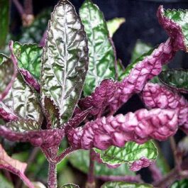 Purple waffle/ Hemigraphis alterneta (Single plant)
