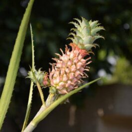 Dwarf ornamental red pineapple plant