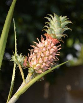 Dwarf ornamental red pineapple plant